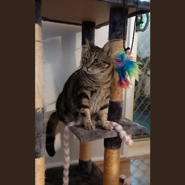 Photo of Pepper