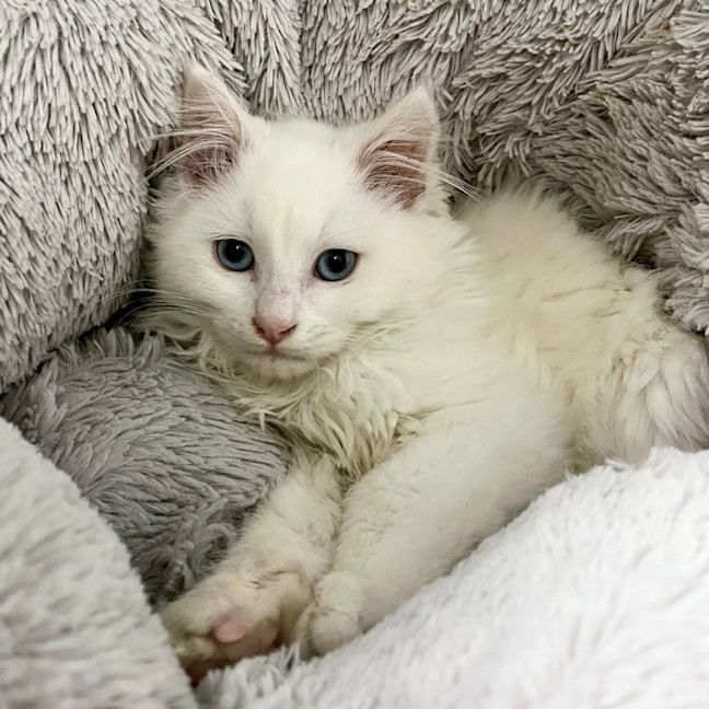 Photo of Fluffet