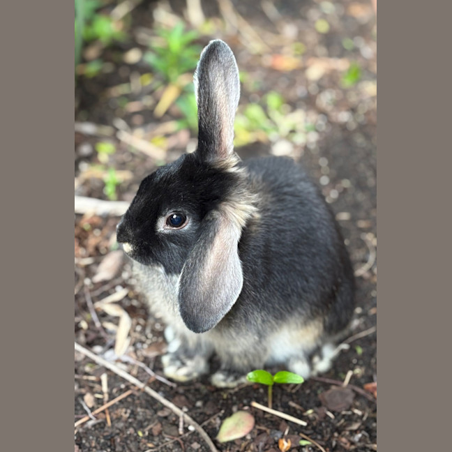 Photo of Avocado (Bonded With Cauliflower And Pumpkin)