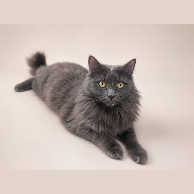 Photo of Aurora
