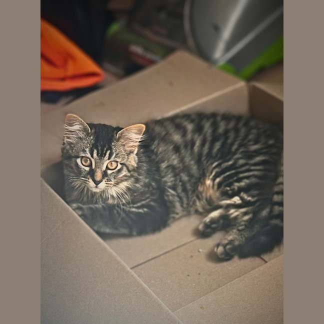 Photo of Josie