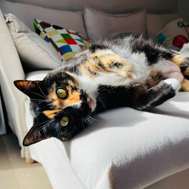 Photo of Aggie
