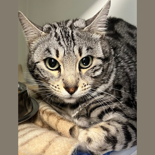 Photo of Zelda