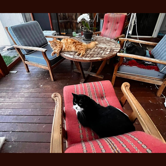 Photo of Bruce* 9 Lives Project Rescue*