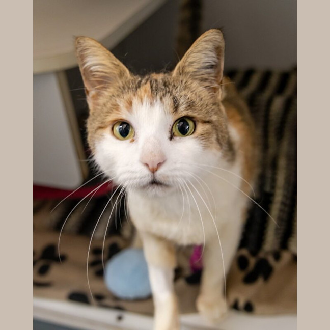 Photo of Marigold