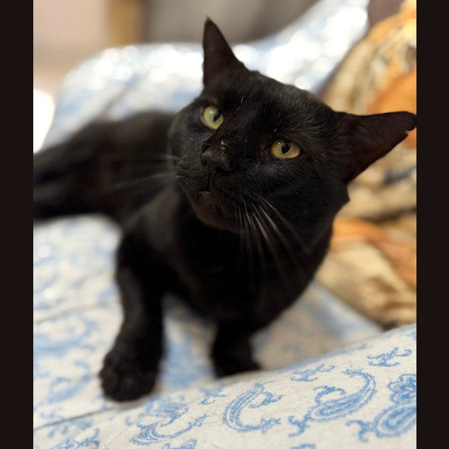 Photo of Santana (9993)