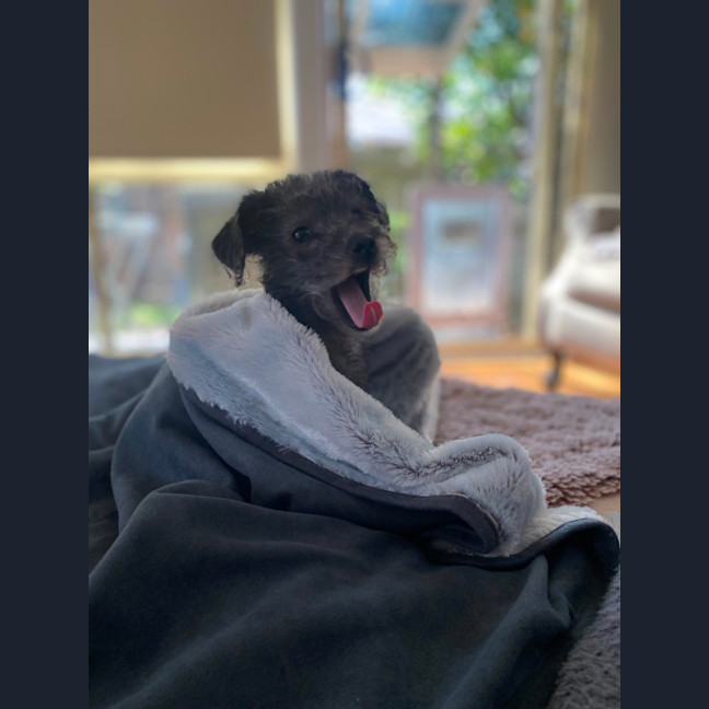 Photo of Caramia