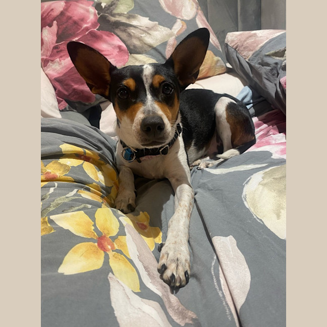 Photo of Pepsi (Was Audrey)