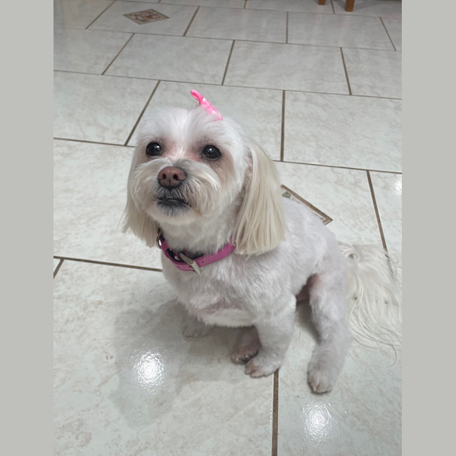 Photo of Phoebe   8 Year Old Maltese X Shih Tzu