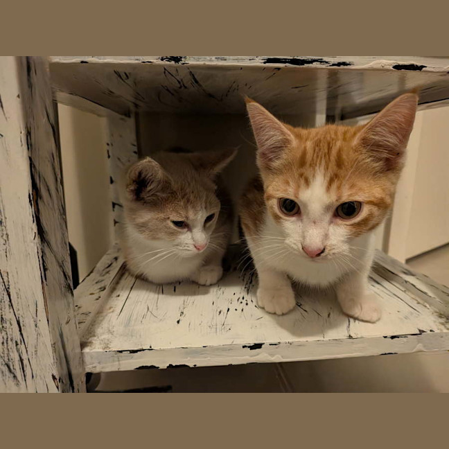 Photo of Mochi & Maple * 9 Lives Project Rescue*