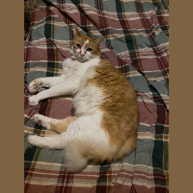 Photo of Mars