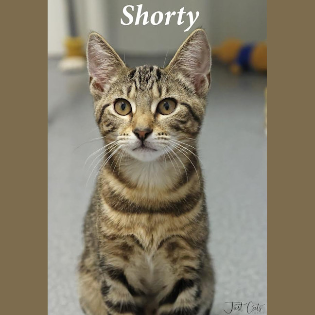Photo of Shorty   Pet Stock Invermay