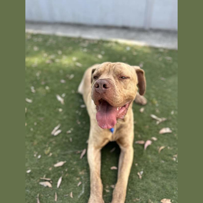 Photo of Milo
