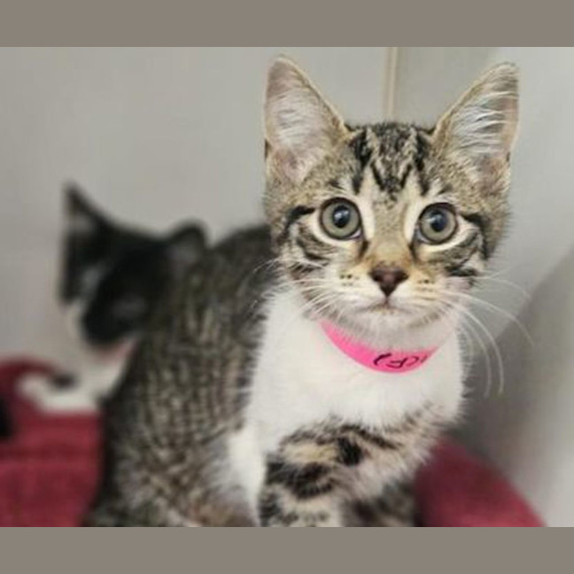 Photo of Delilah