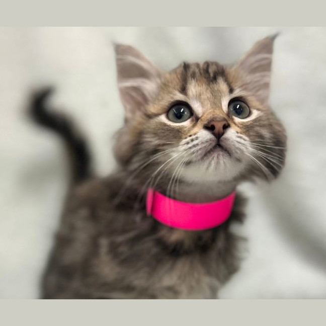 Photo of Remi