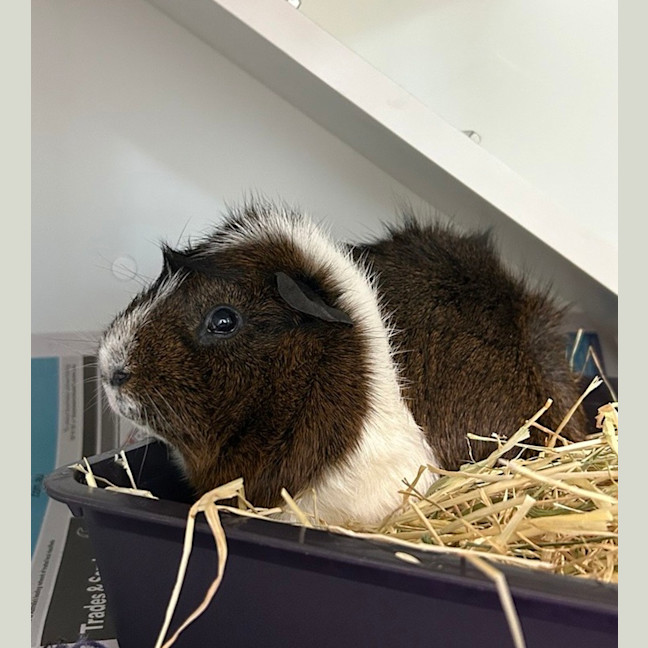 Photo of Pippin