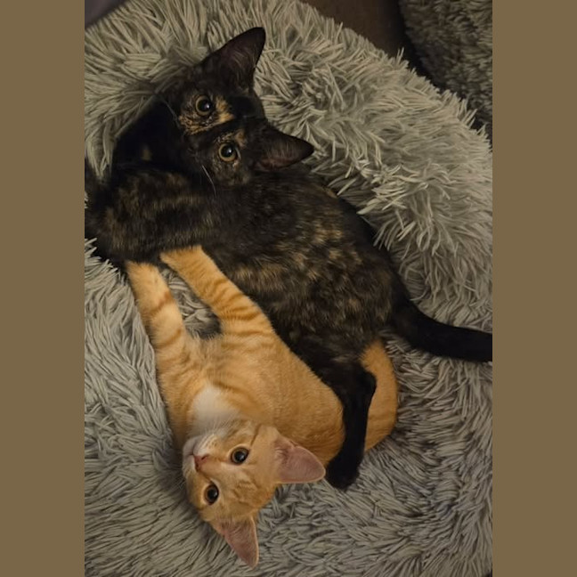 Photo of Maple / Leo