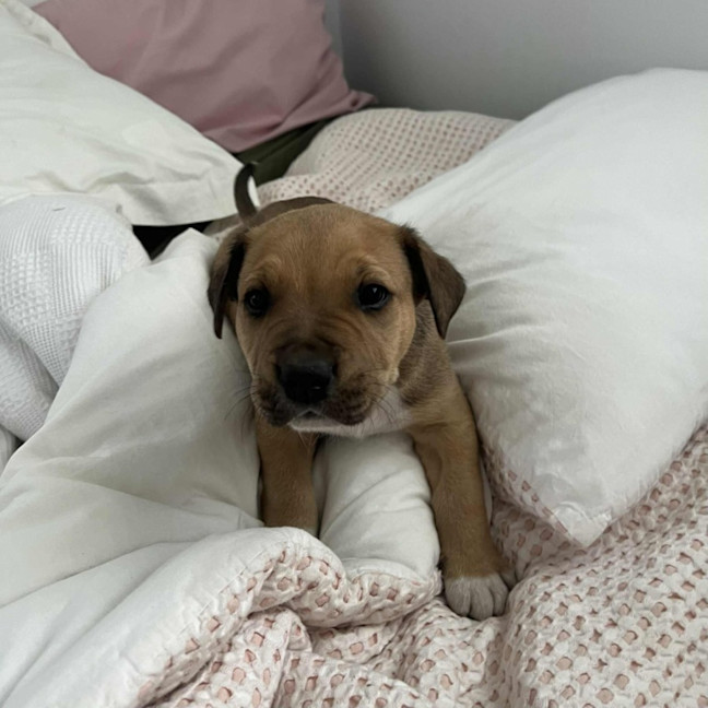 Photo of Jake The Dog