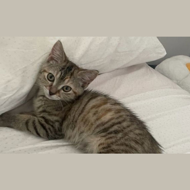 Photo of Big Sister