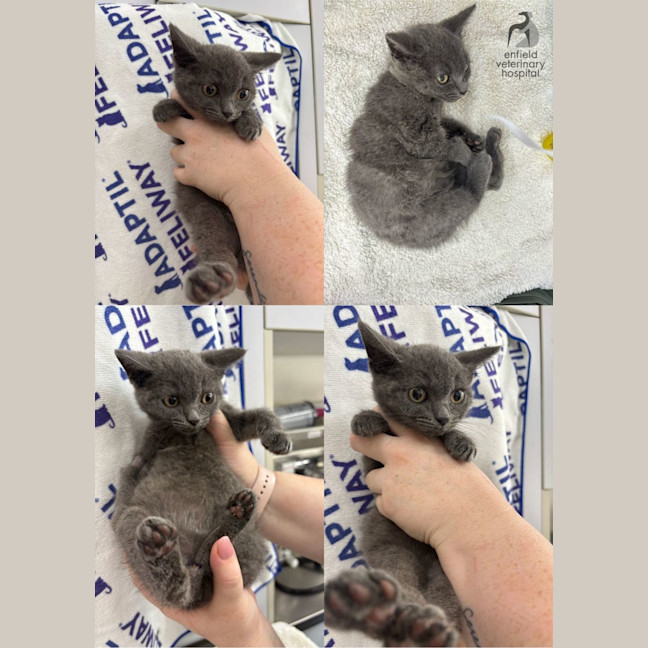 Photo of Stumpy Stella