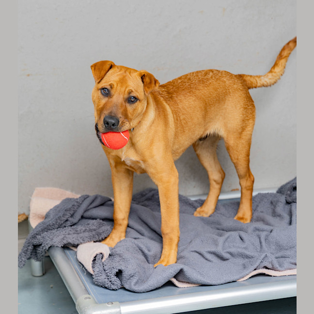 Photo of Cookie