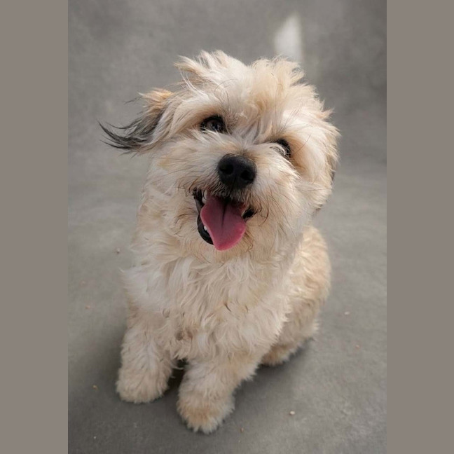 Photo of Houdini