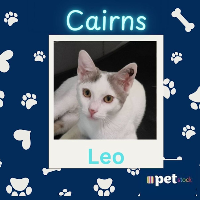 Photo of Leo 3