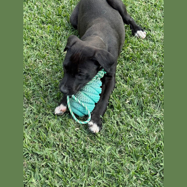 Photo of Guiness