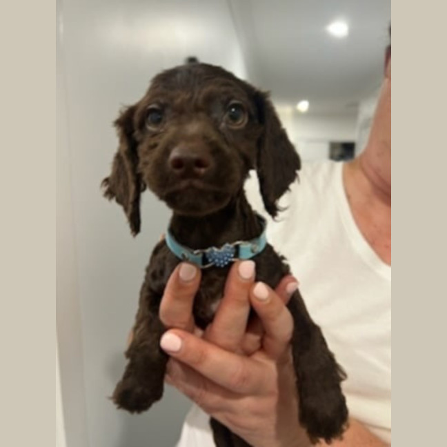 Photo of Milo