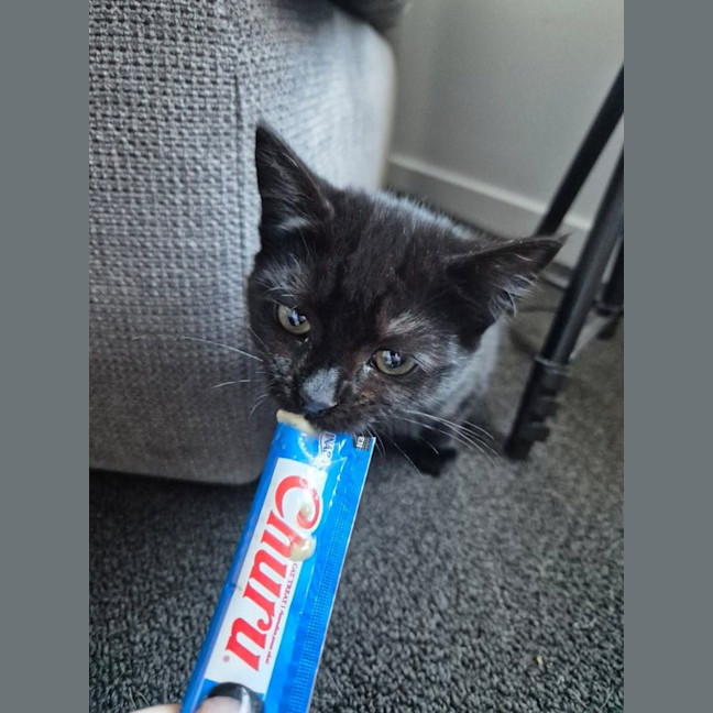 Photo of Cherry