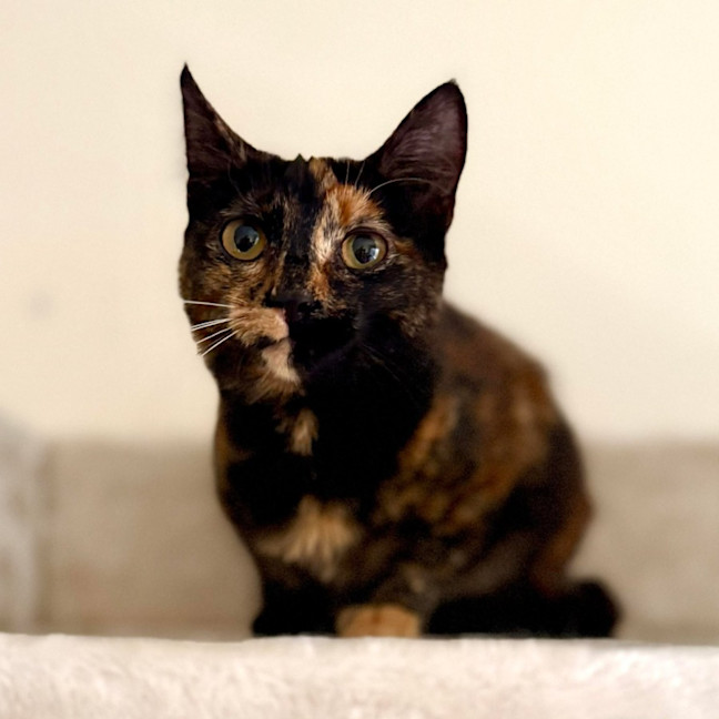 Photo of Vixen   In Foster Care In Bellfield