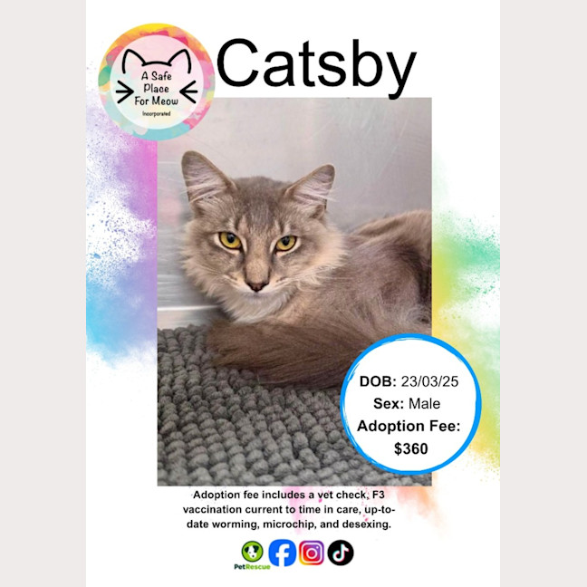 Photo of Catsby