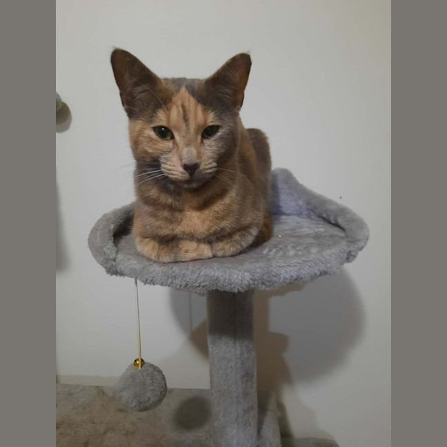 Photo of Sage