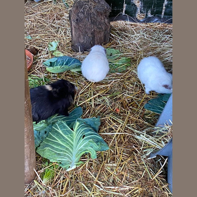 Photo of Bailey, Landon And Wooly 