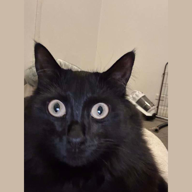 Photo of Luna