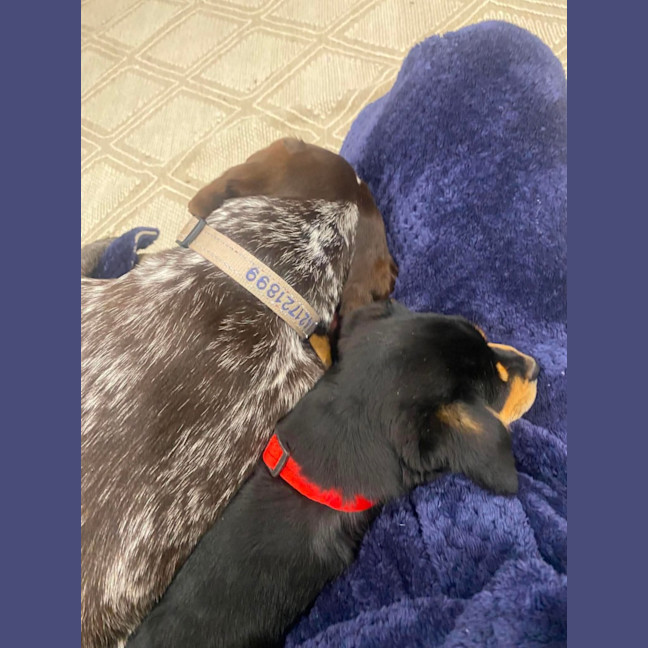 Photo of Elsie   11 Week Old Pug X Cavalier X Kelpie