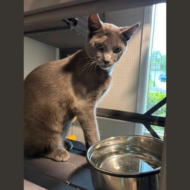 Photo of Percival