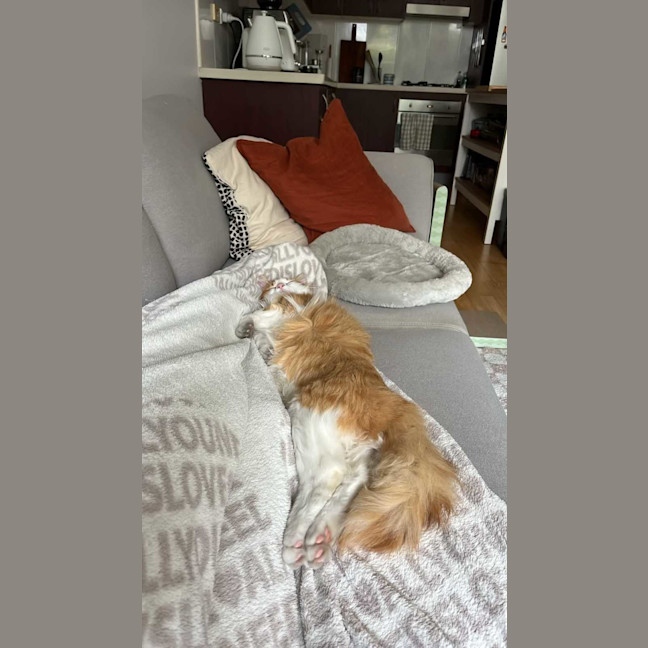 Photo of Bentley 