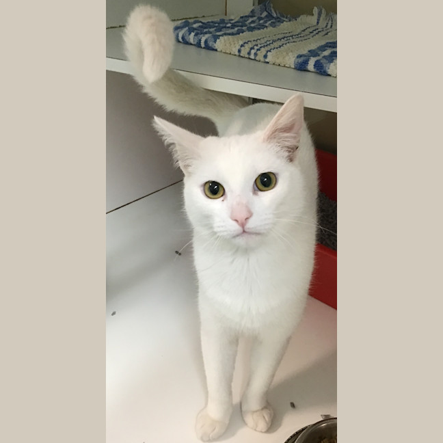 Photo of Hedwig