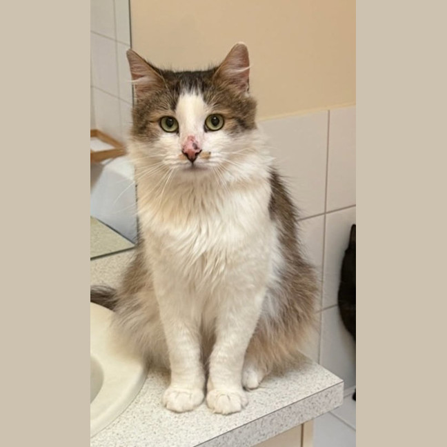 Photo of Jojo*9 Lives Project Rescue*