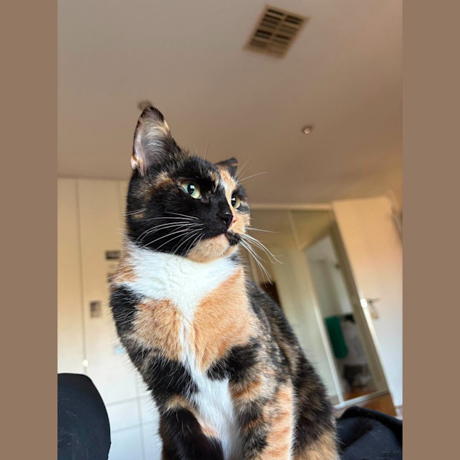 Photo of Luna