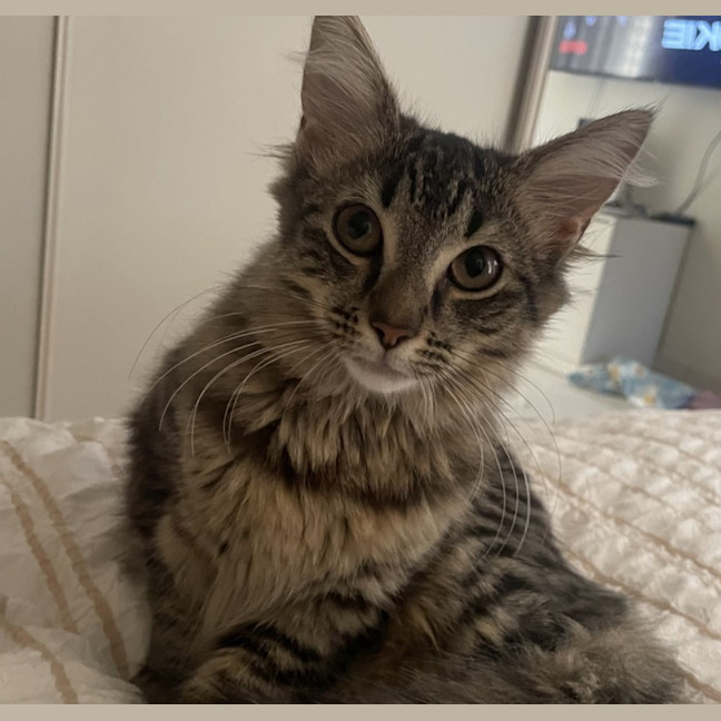 Photo of K1596 Kiki
