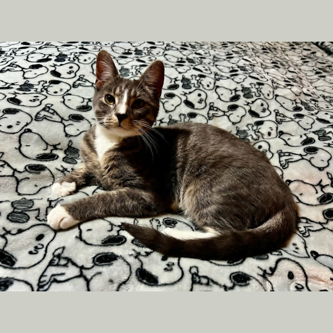 Photo of Tofu *9 Lives Project Rescue*