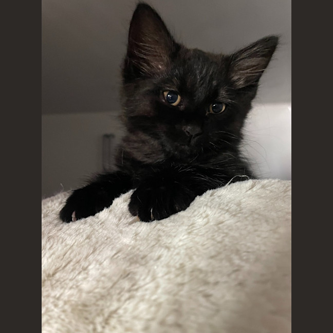Photo of Gnocchi