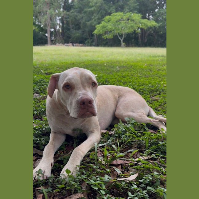 Photo of Sparrow *$250 Adoption Fee* 
