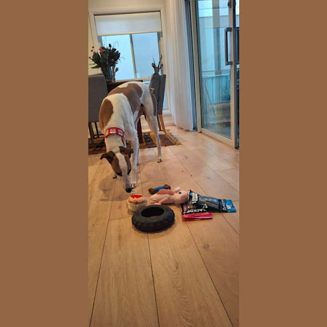 Photo of Banjo, The Greyhound