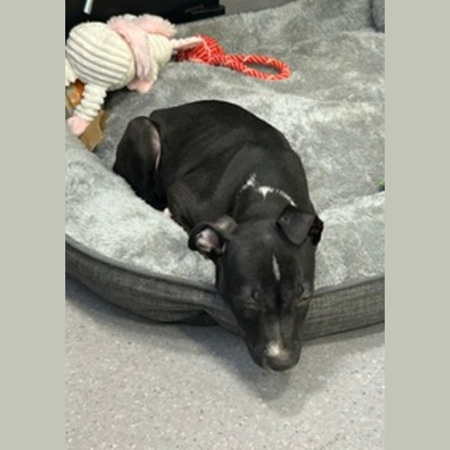 Photo of Bodhi