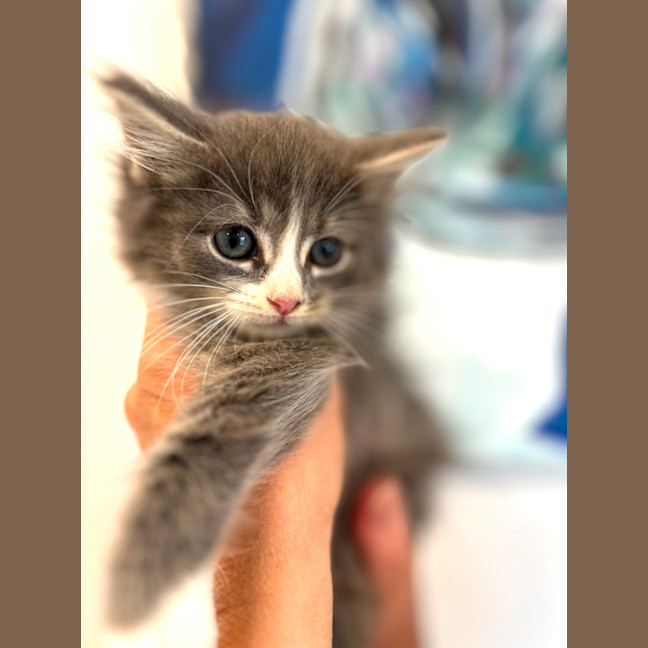 Photo of Cheeto And Dorrito