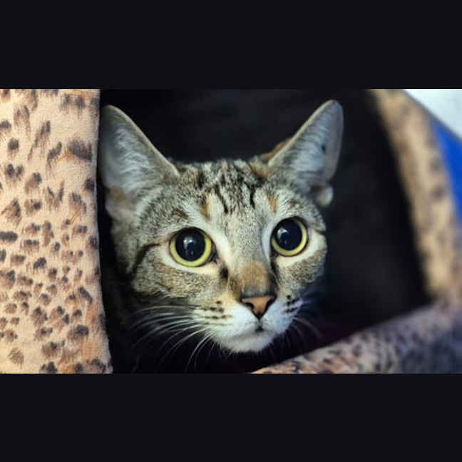 Photo of Petal 