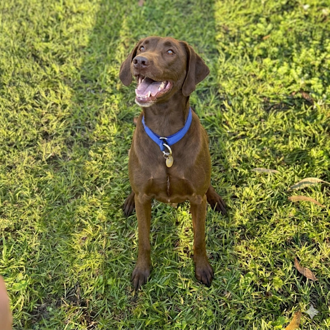 Photo of Scout